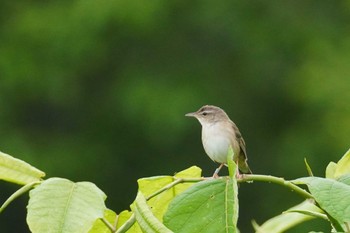 Middendorff's Grasshopper Warbler 石狩川河口 Sun, 6/11/2023