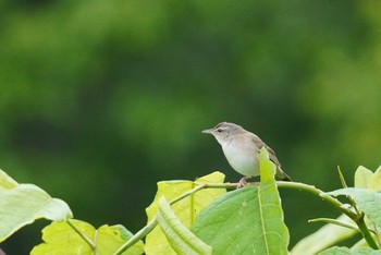 Middendorff's Grasshopper Warbler 石狩川河口 Sun, 6/11/2023