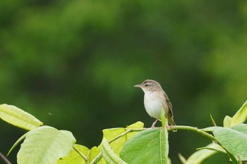 Middendorff's Grasshopper Warbler 石狩川河口 Sun, 6/11/2023