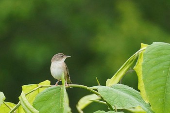 Middendorff's Grasshopper Warbler 石狩川河口 Sun, 6/11/2023