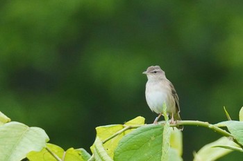 Middendorff's Grasshopper Warbler 石狩川河口 Sun, 6/11/2023