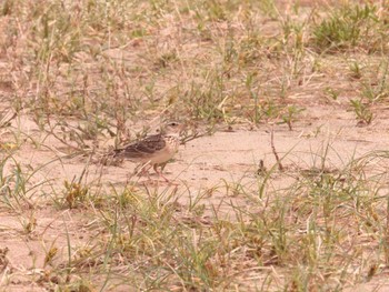 ヒバリ 鳥取砂丘 2023年6月10日(土)