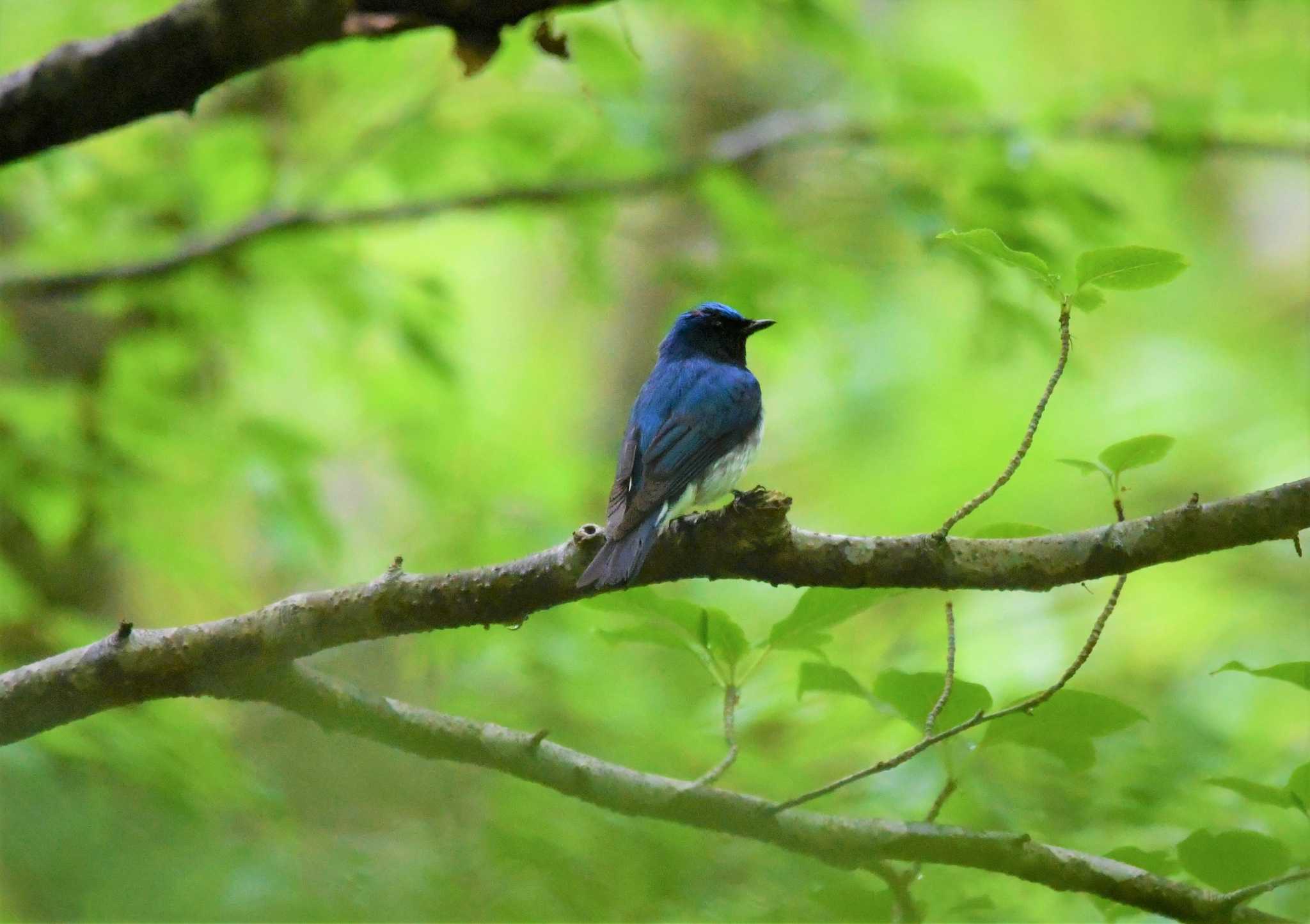 Photo of Blue-and-white Flycatcher at 八東ふる里の森 by みやさん