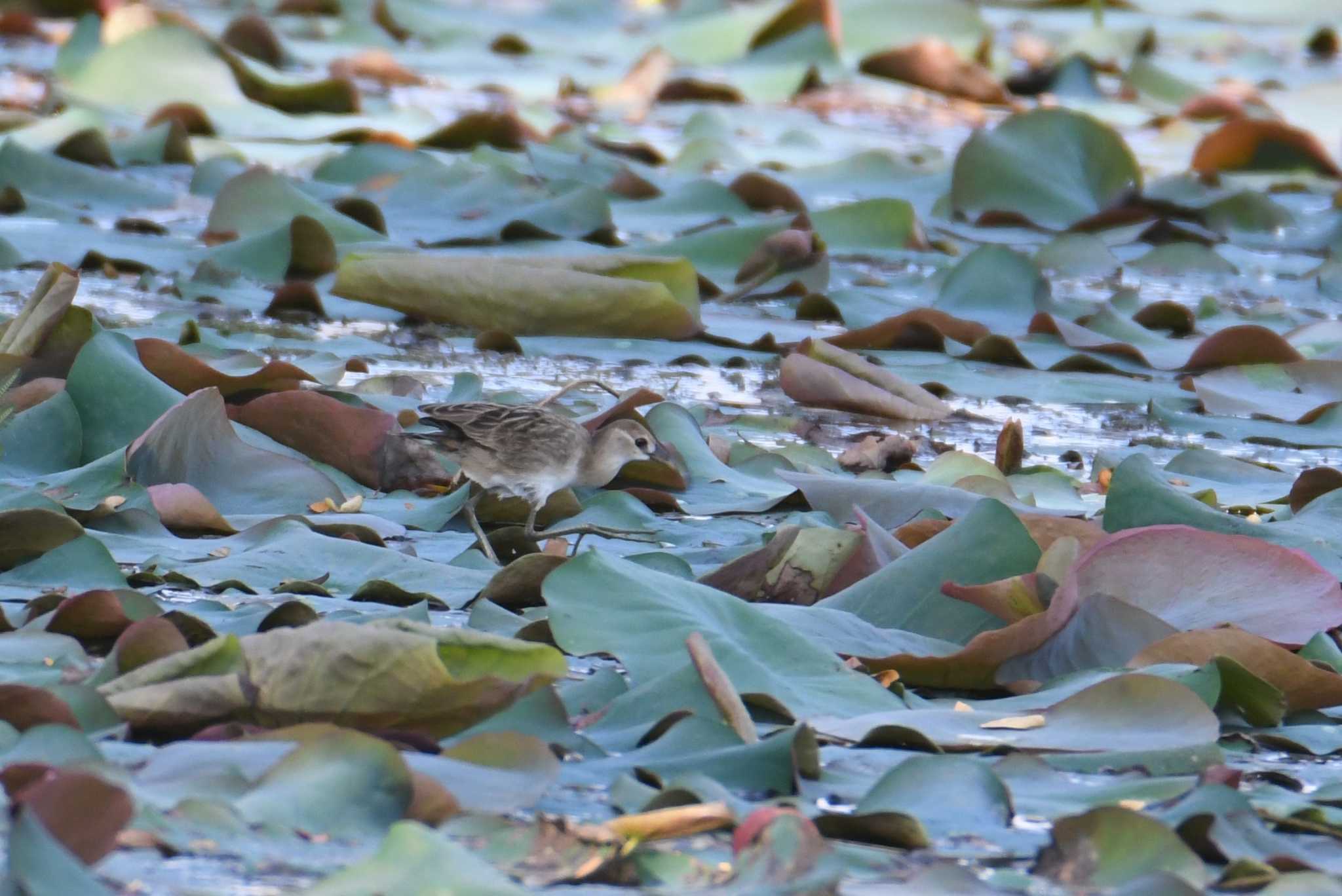 White-browed Crake