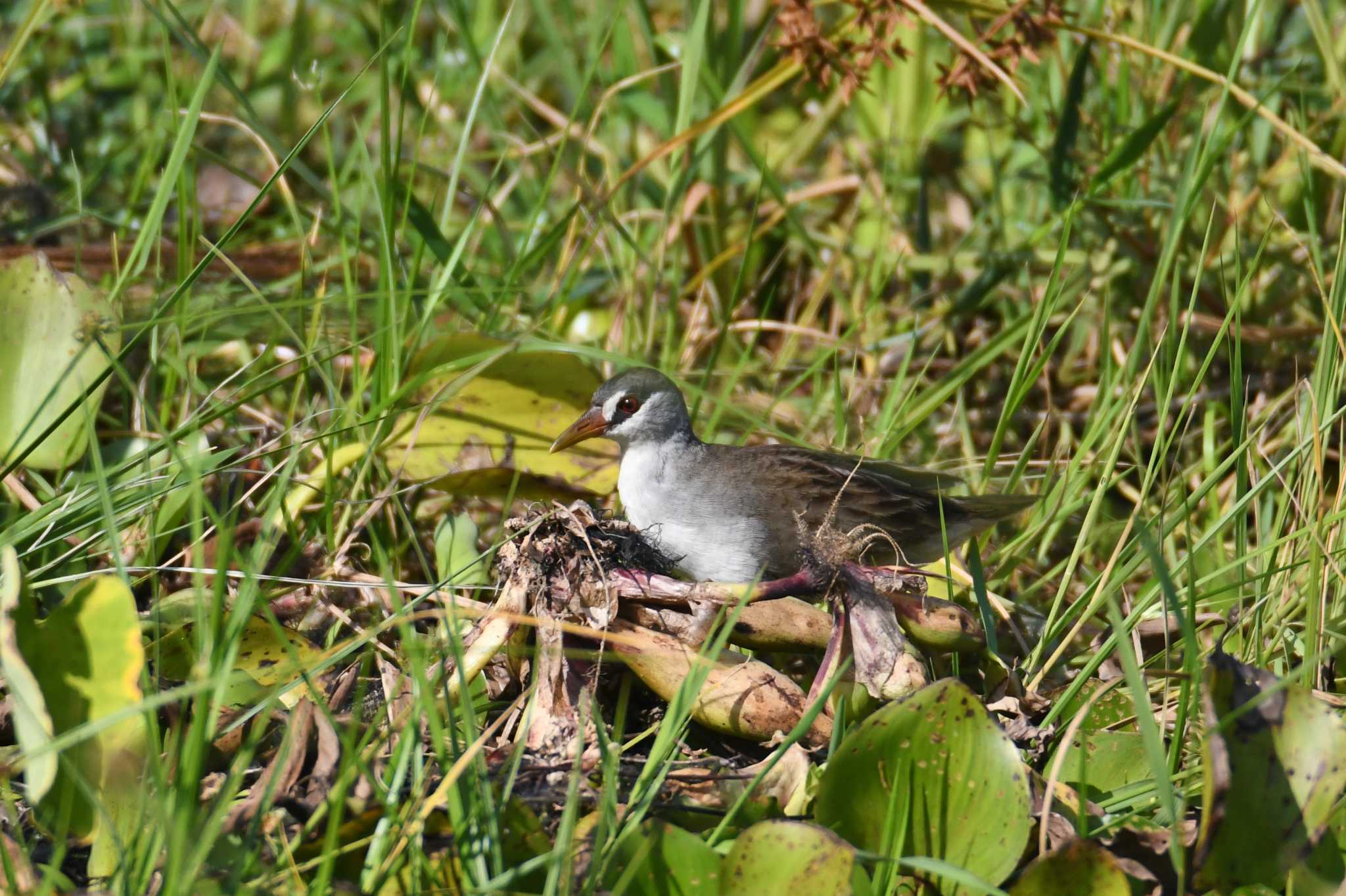 White-browed Crake