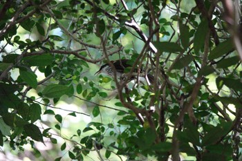 Taiwan Scimitar Babbler 烏来(台湾) Wed, 5/17/2023