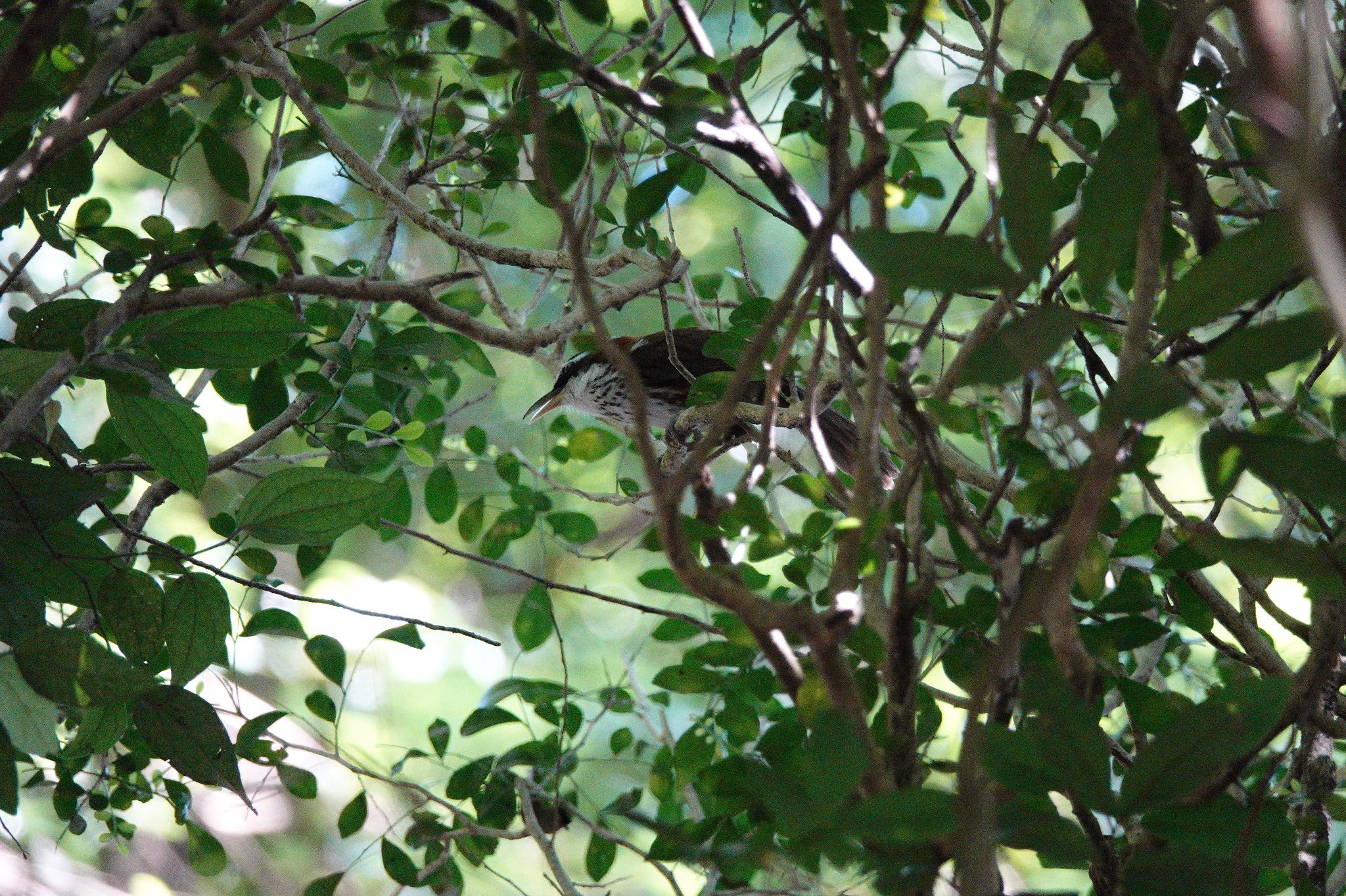 Taiwan Scimitar Babbler