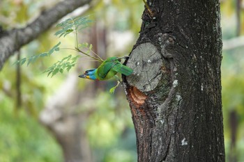 Taiwan Barbet 大安森林公園 Sun, 5/14/2023