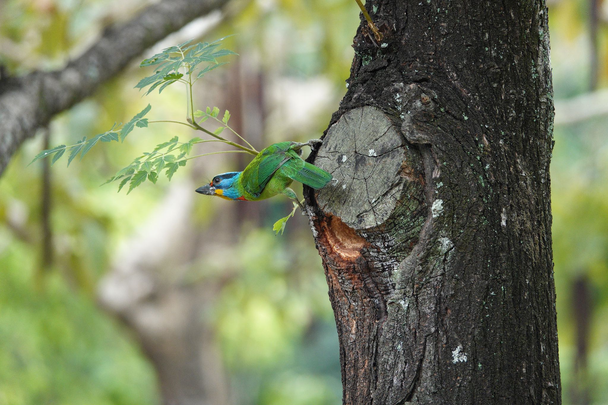 大安森林公園 タイワンゴシキドリの写真 by のどか