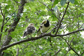 Black-collared Starling 中正紀念堂 Tue, 5/16/2023