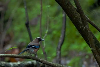 Eurasian Jay 英彦山 Sat, 5/20/2023