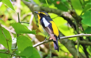 Narcissus Flycatcher 裏磐梯 Sat, 6/10/2023