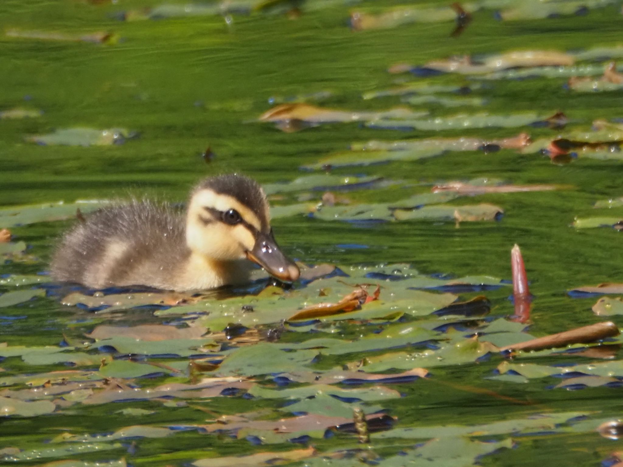 カルガモの幼鳥が一杯