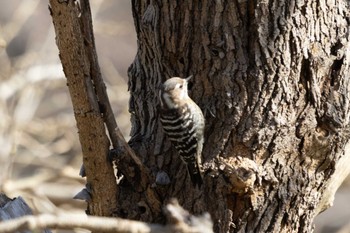 Japanese Pygmy Woodpecker Unknown Spots Thu, 3/16/2023