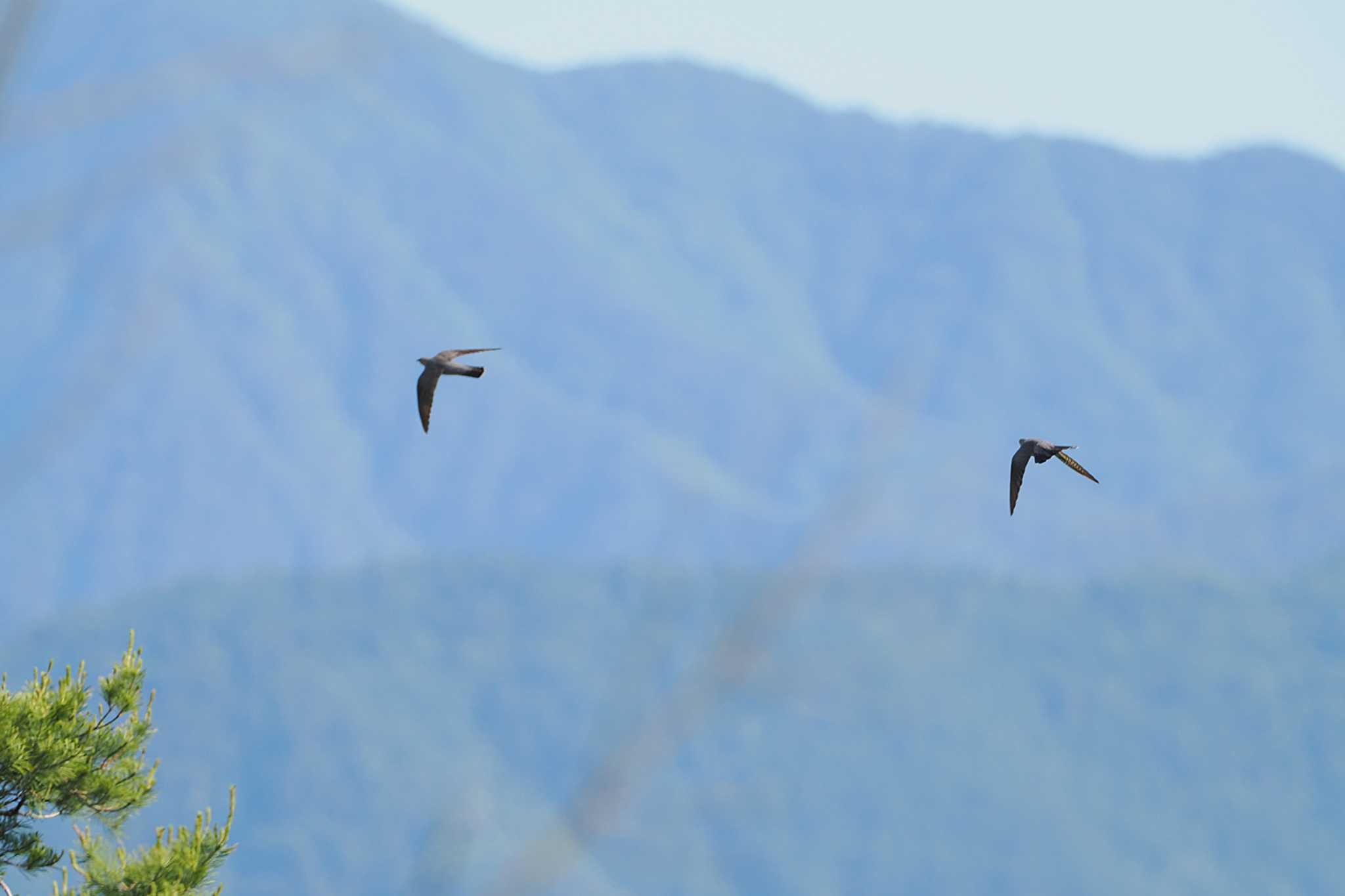 Common Cuckoo