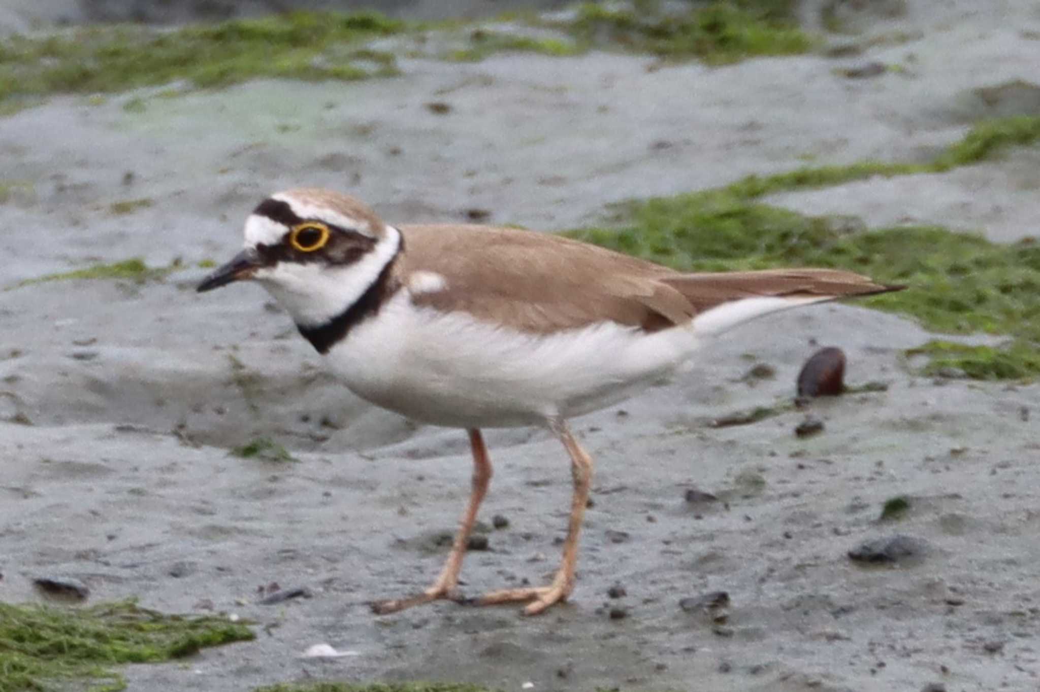 Little Ringed Plover