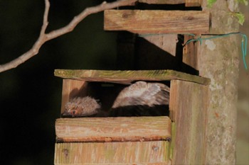 Japanese Scops Owl 八東ふる里の森 Sat, 6/10/2023