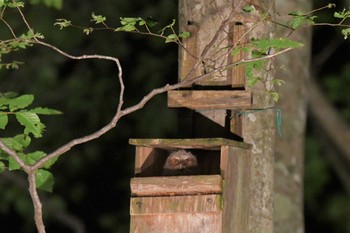 Japanese Scops Owl 八東ふる里の森 Sat, 6/10/2023