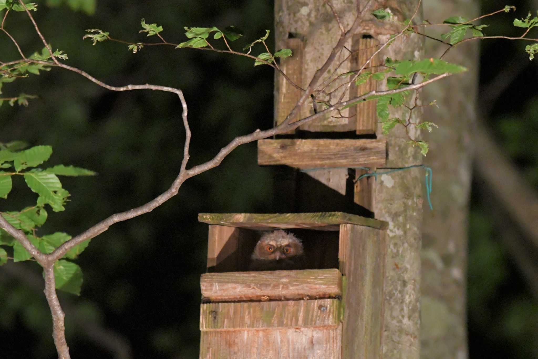 Photo of Japanese Scops Owl at 八東ふる里の森 by みやさん