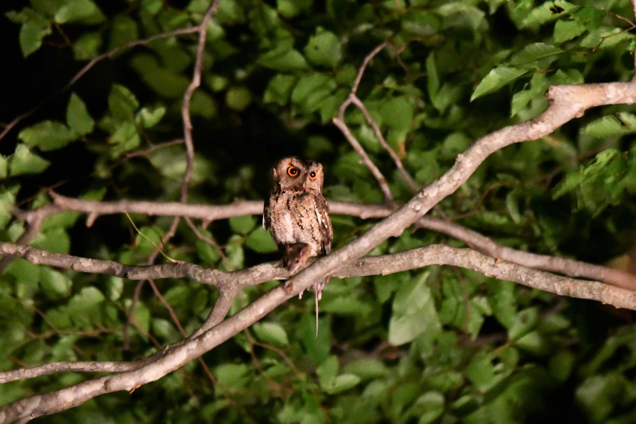 Photo of Japanese Scops Owl at 八東ふる里の森 by みやさん