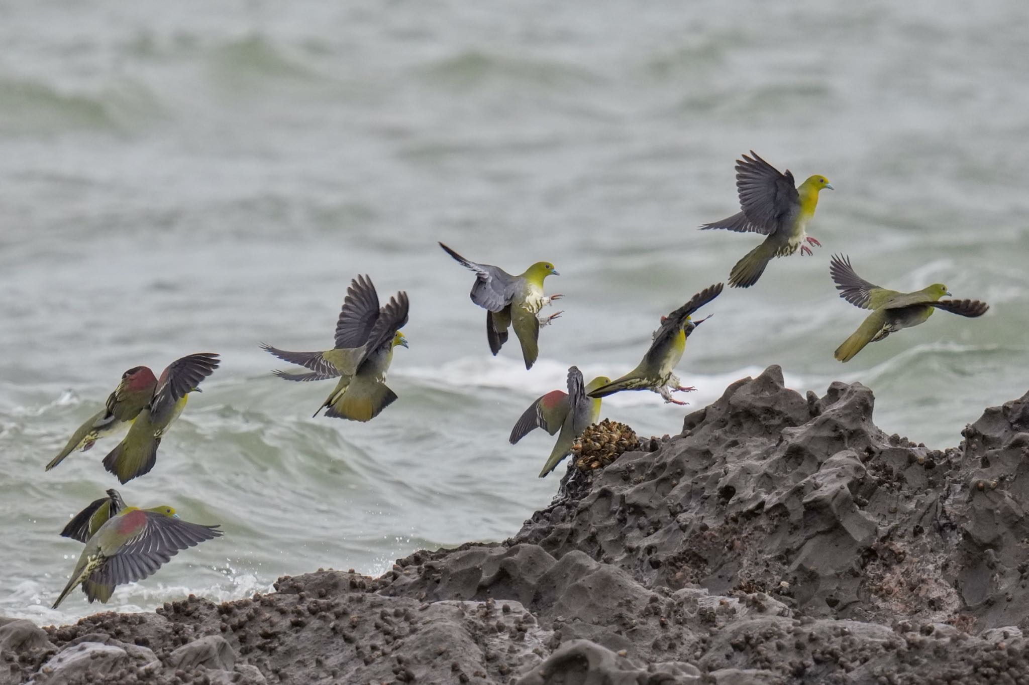 White-bellied Green Pigeon