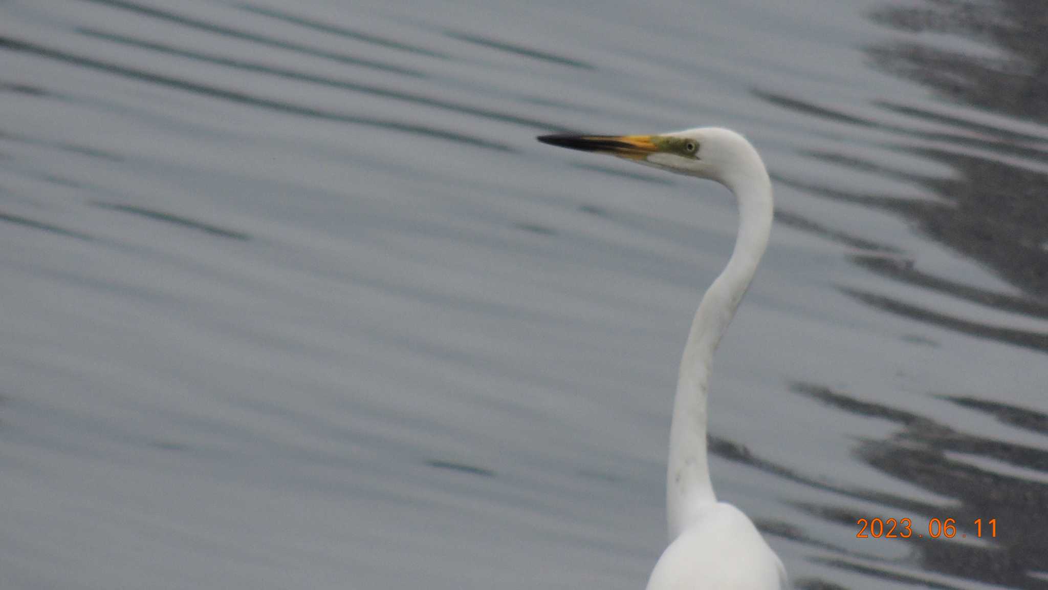  チュウサギの写真