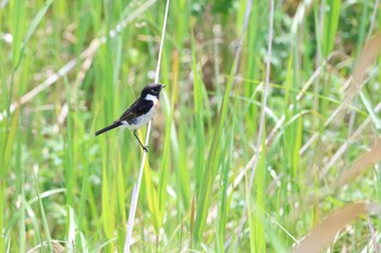 Amur Stonechat はまなすの丘公園(石狩市) Sun, 6/11/2023