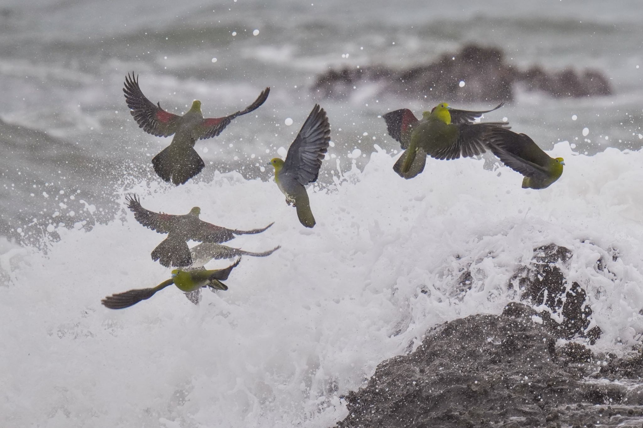 White-bellied Green Pigeon