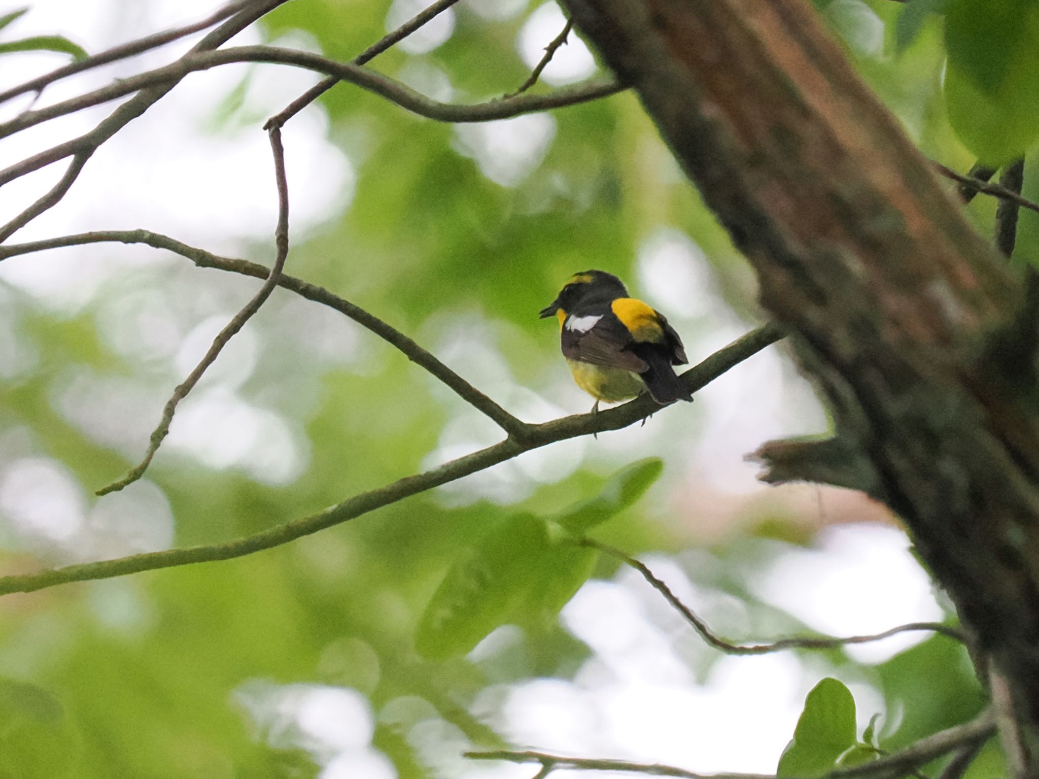 ツクツボウシの鳴きまねキビタキ