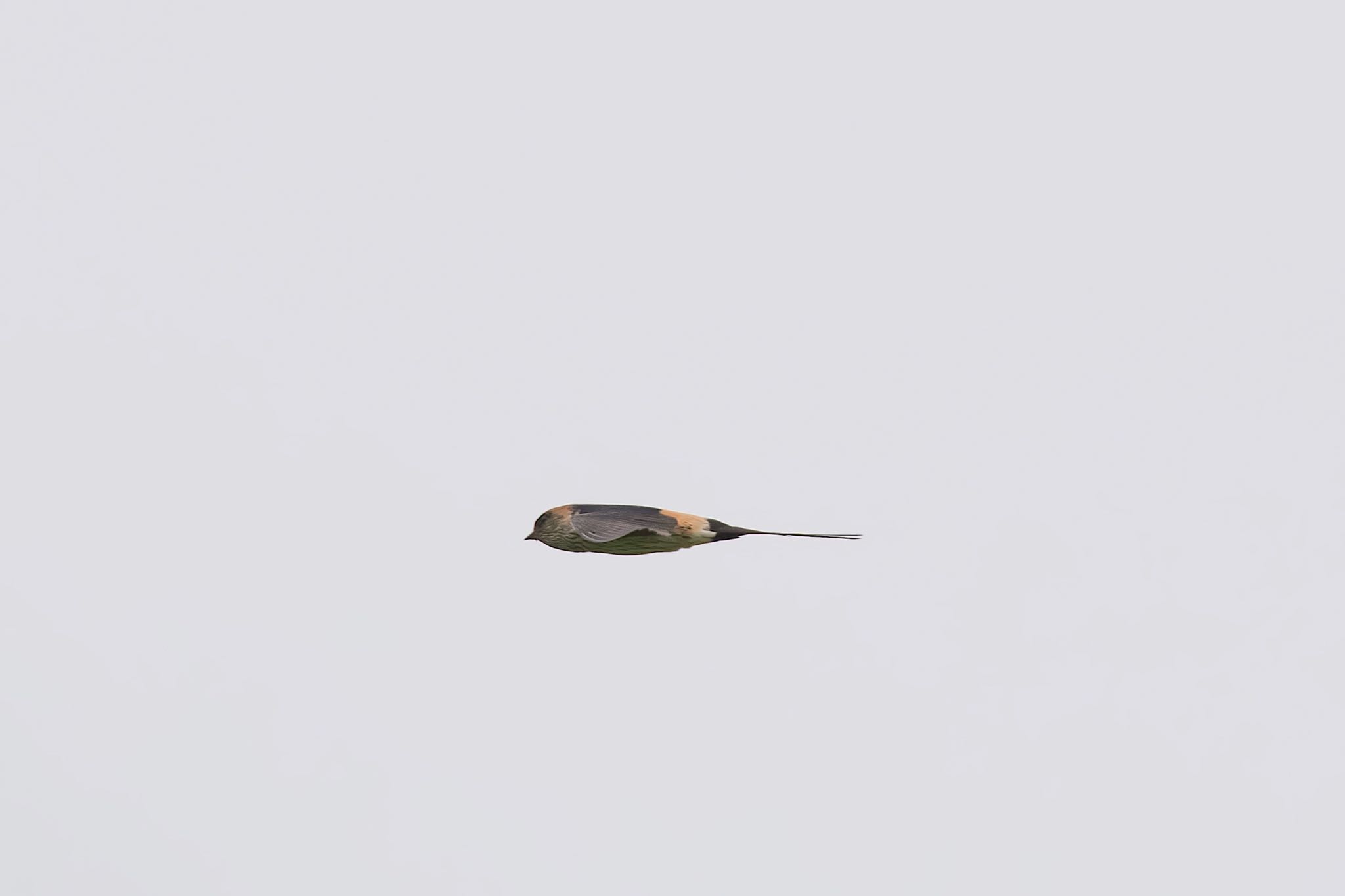 コシアカツバメの飛翔！ by たくぱま