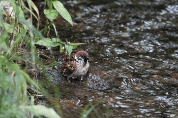 Eurasian Tree Sparrow 門池公園(沼津市) Sat, 6/10/2023