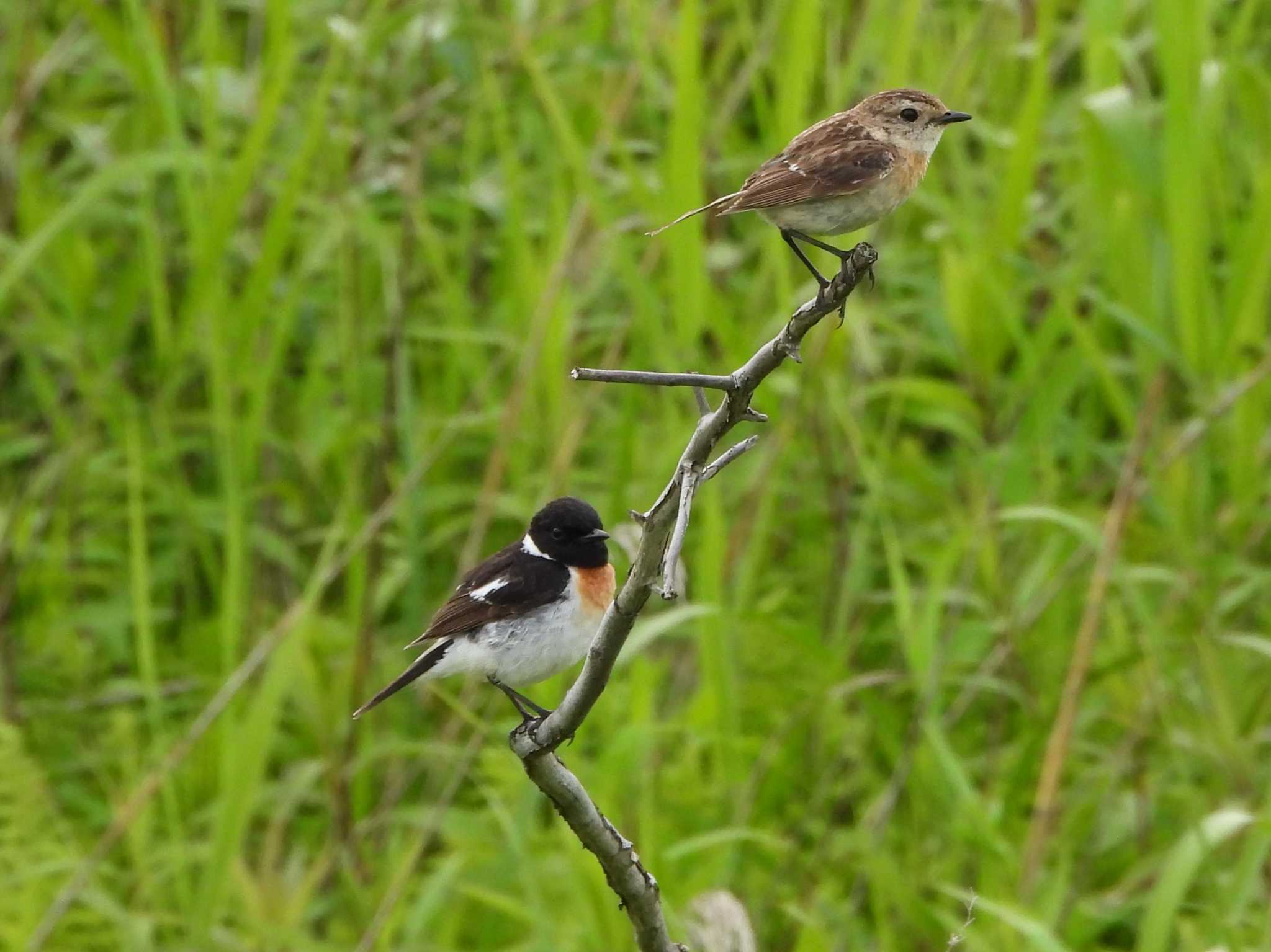 Amur Stonechat