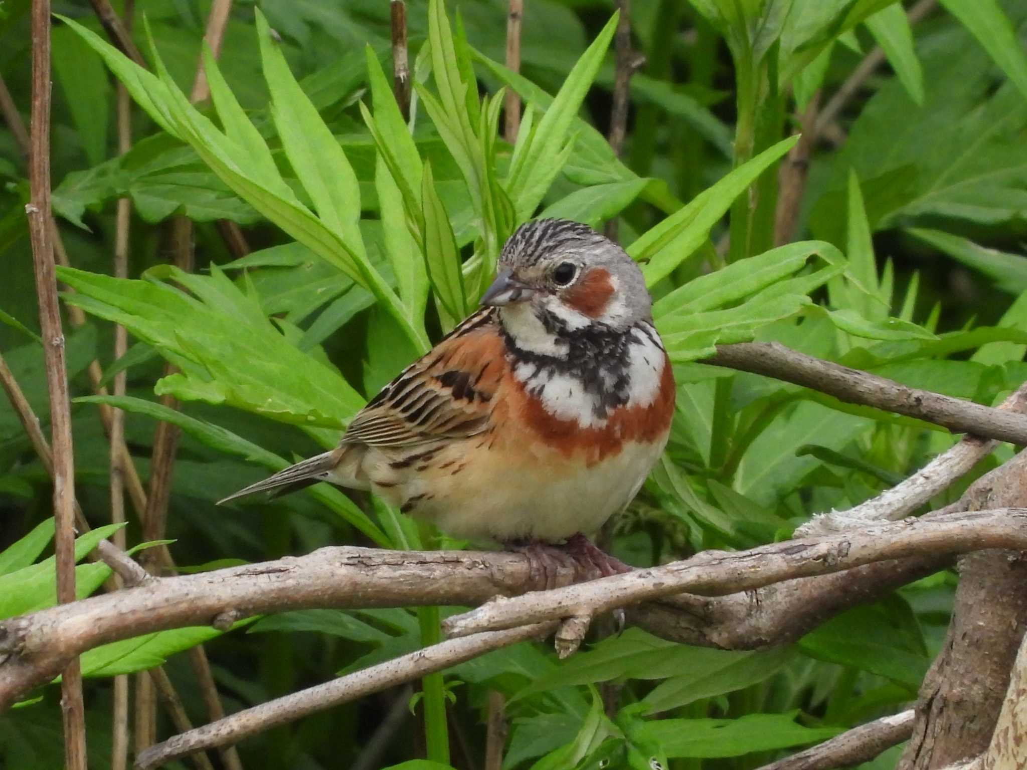 Photo of Chestnut-eared Bunting at はまなすの丘公園(石狩市) by ゴト