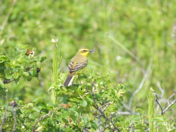 Eastern Yellow Wagtail シブツノナイ湖 Thu, 6/8/2023