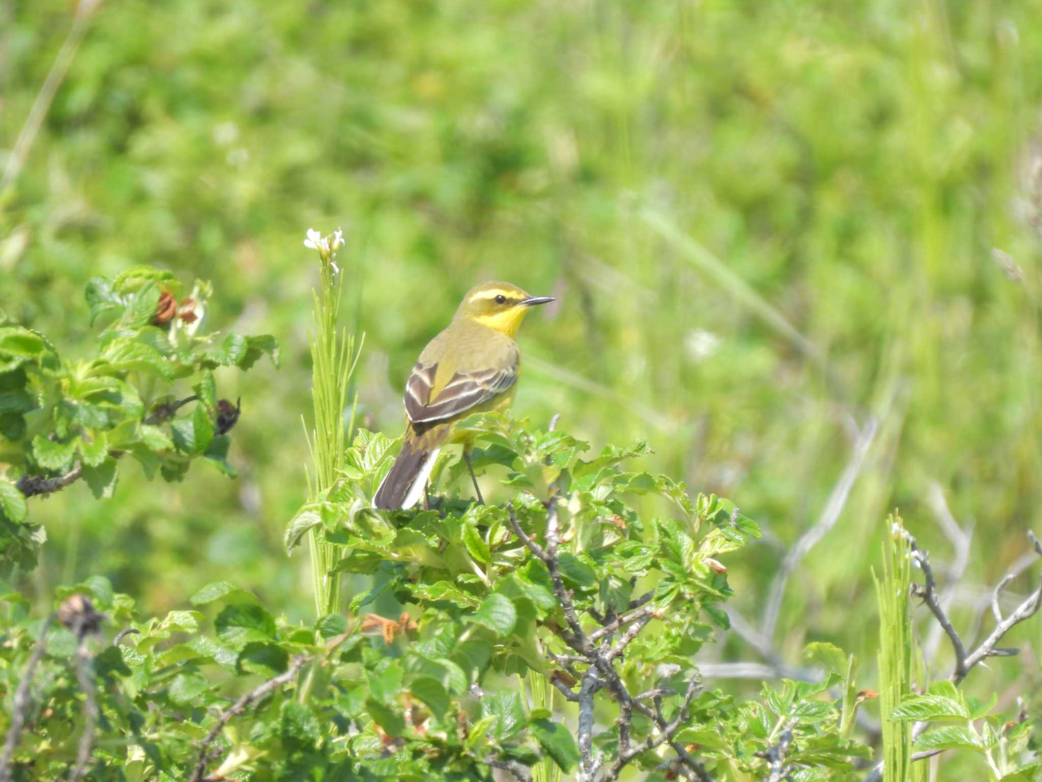 Eastern Yellow Wagtail