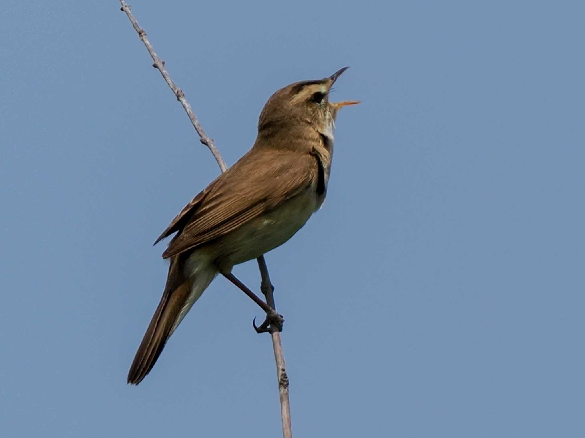 Black-browed Reed Warbler