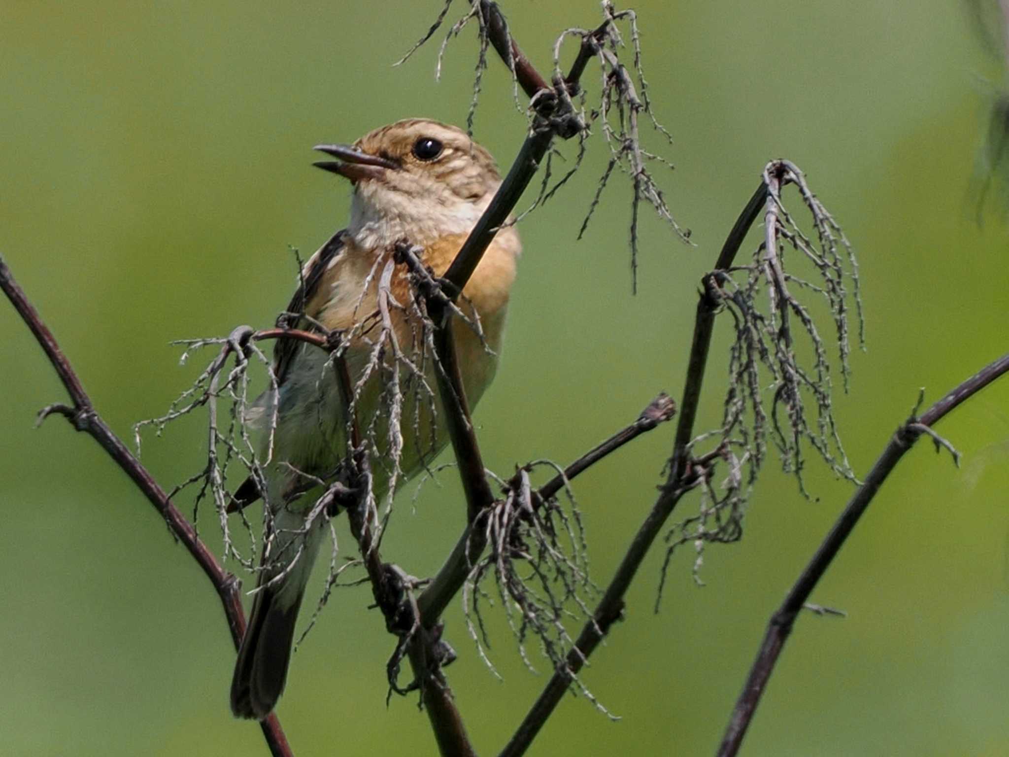 Amur Stonechat