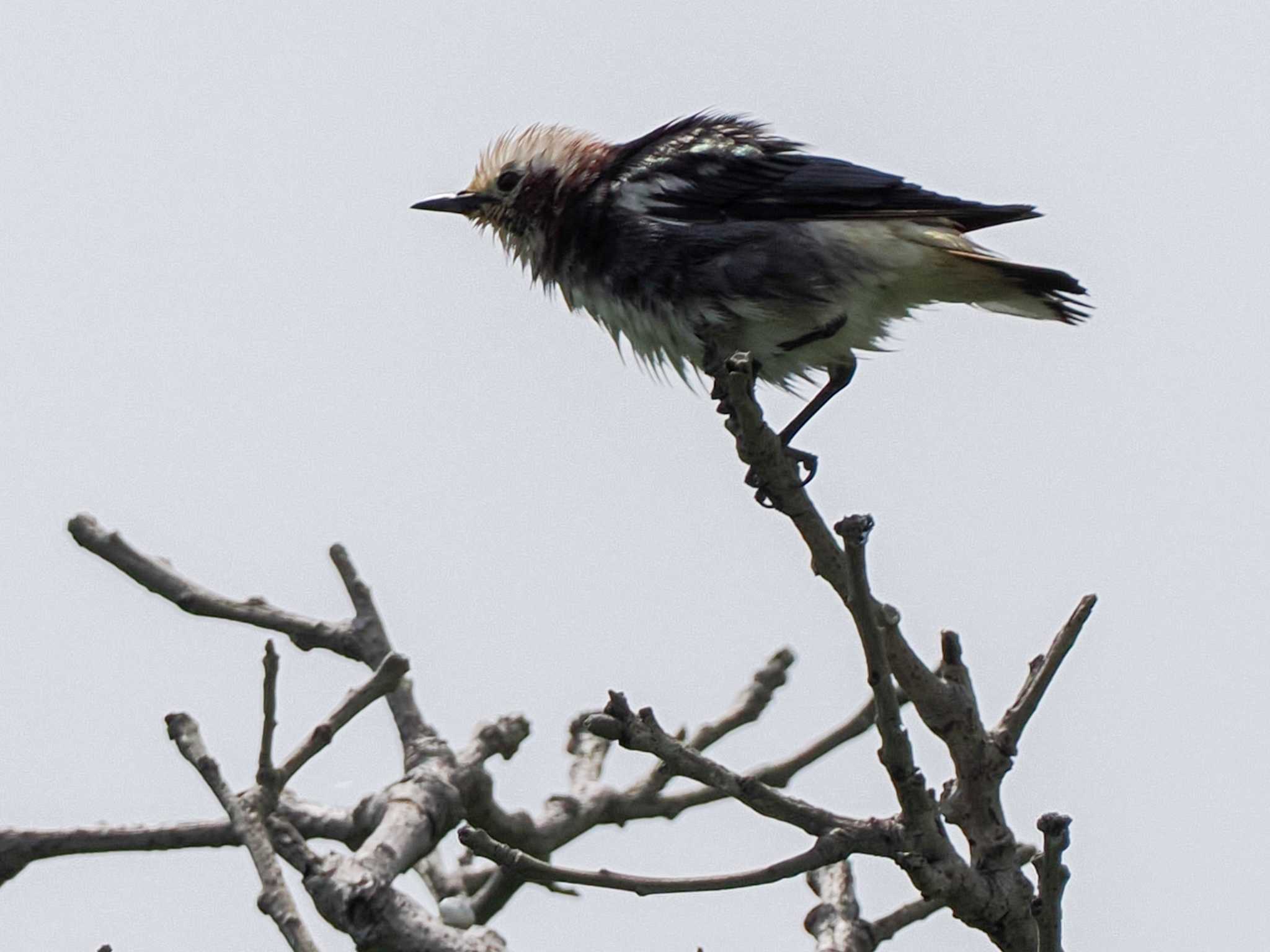 Chestnut-cheeked Starling