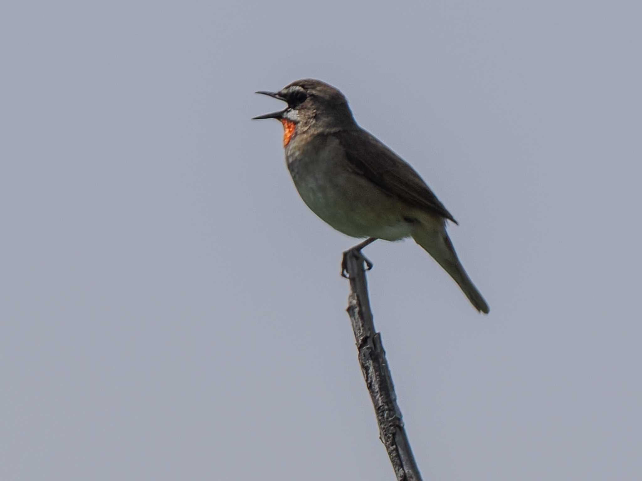 Siberian Rubythroat