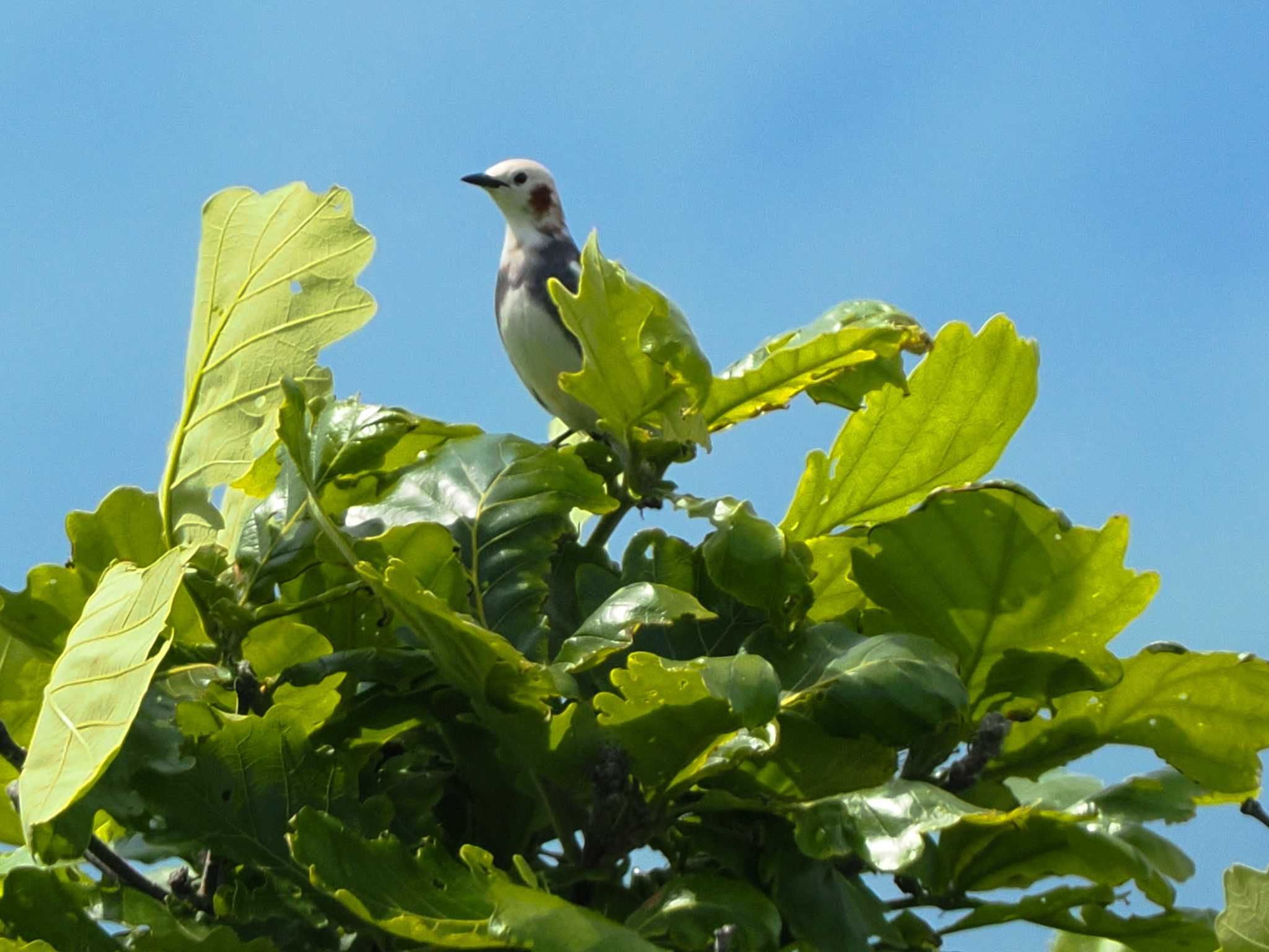 Chestnut-cheeked Starling