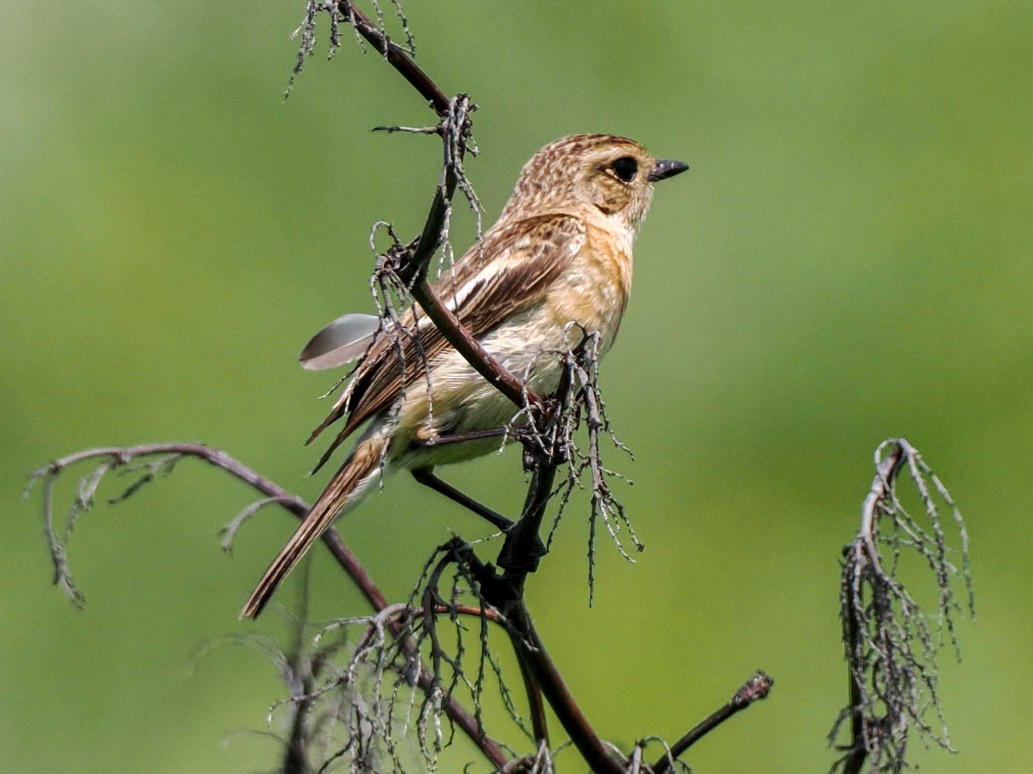 Amur Stonechat