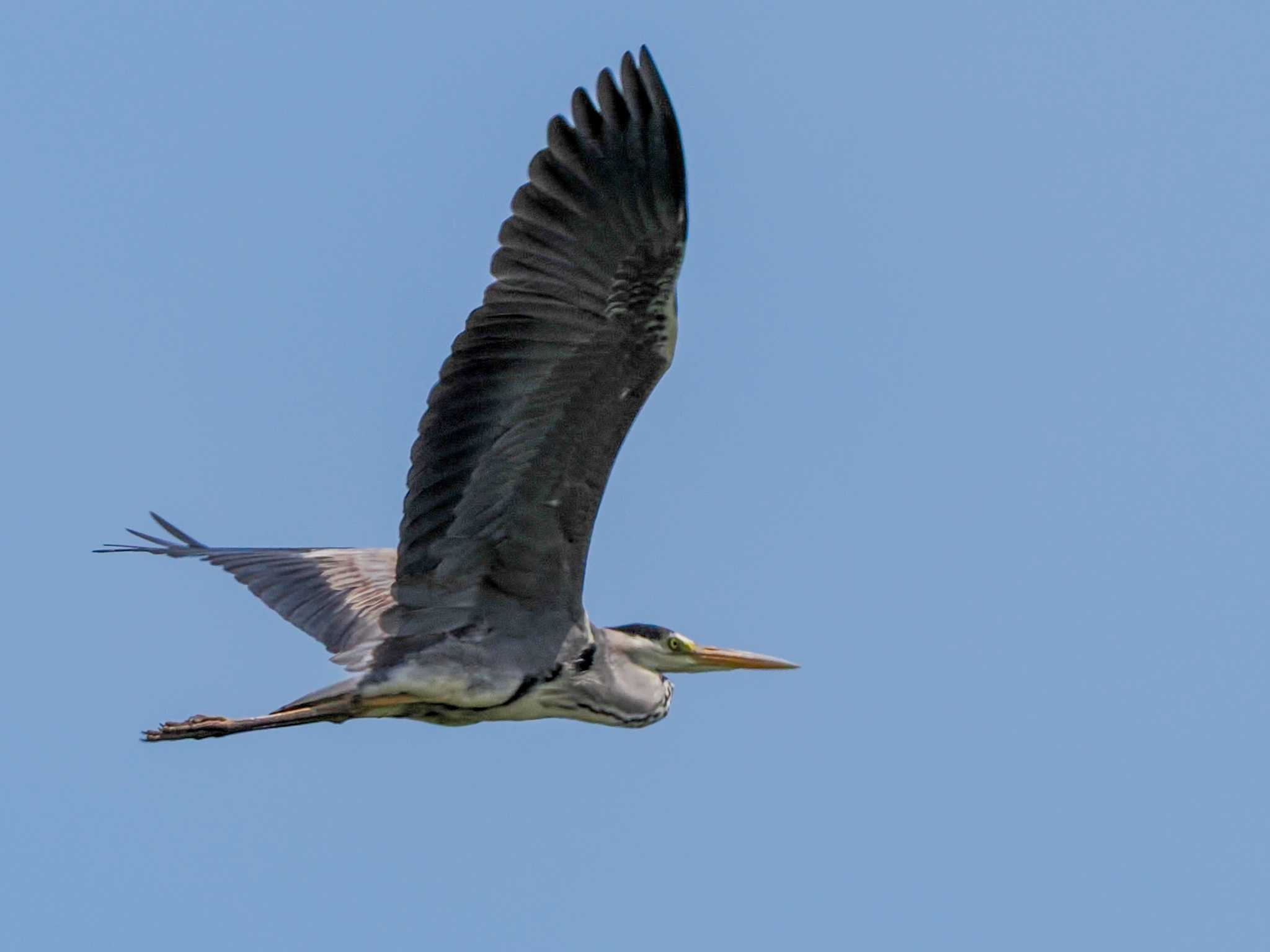 Grey Heron