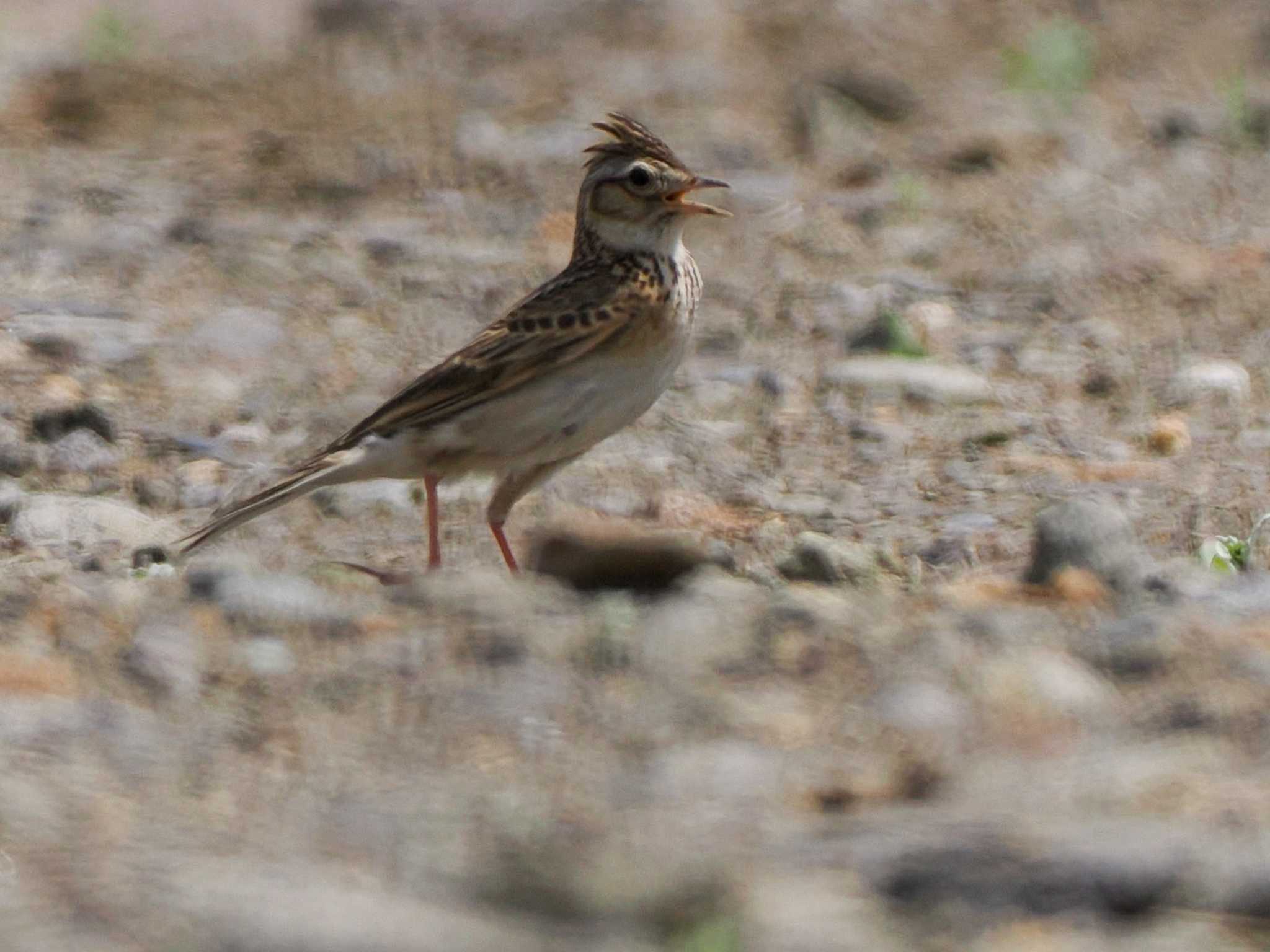 Eurasian Skylark