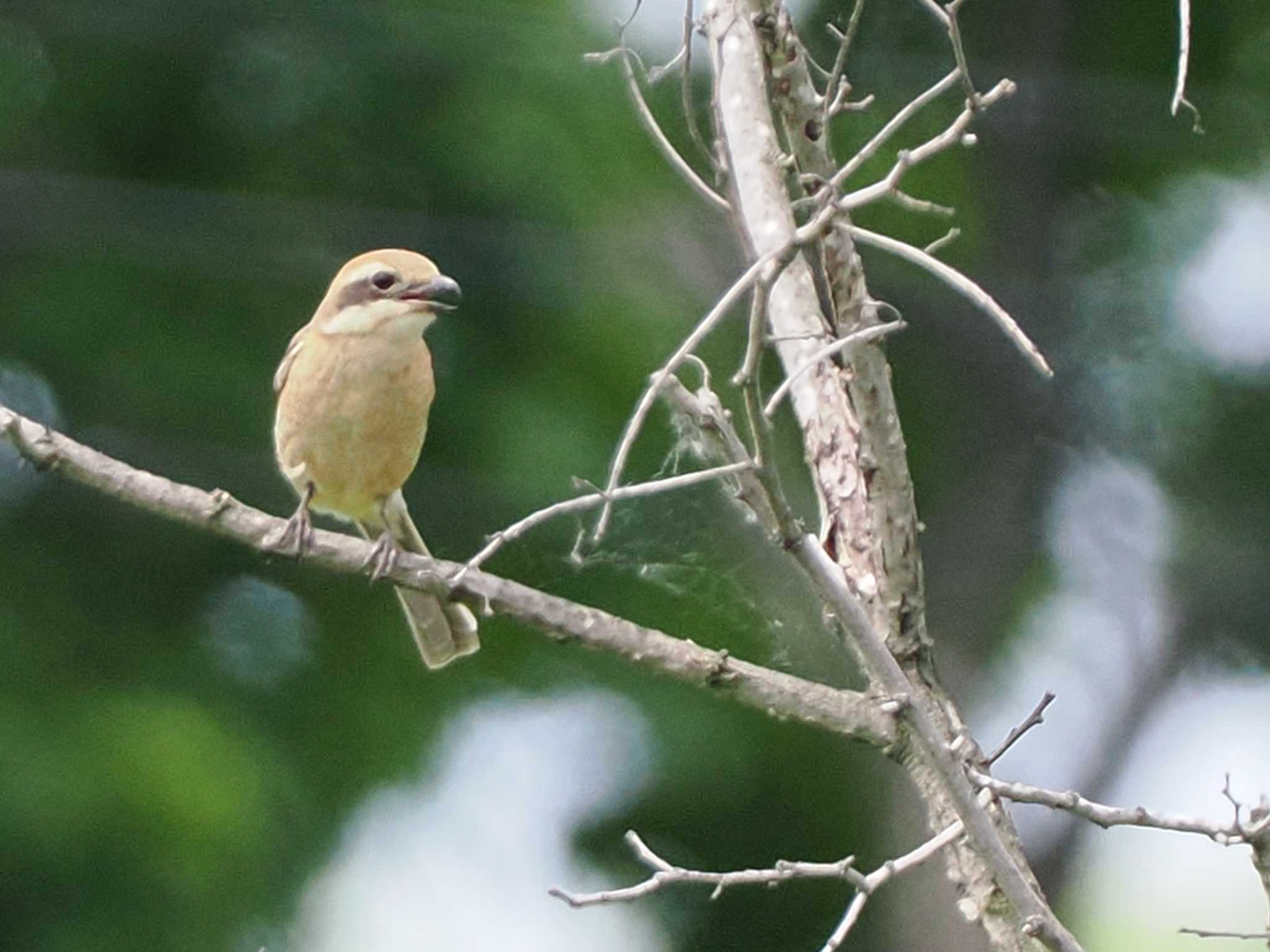 Bull-headed Shrike