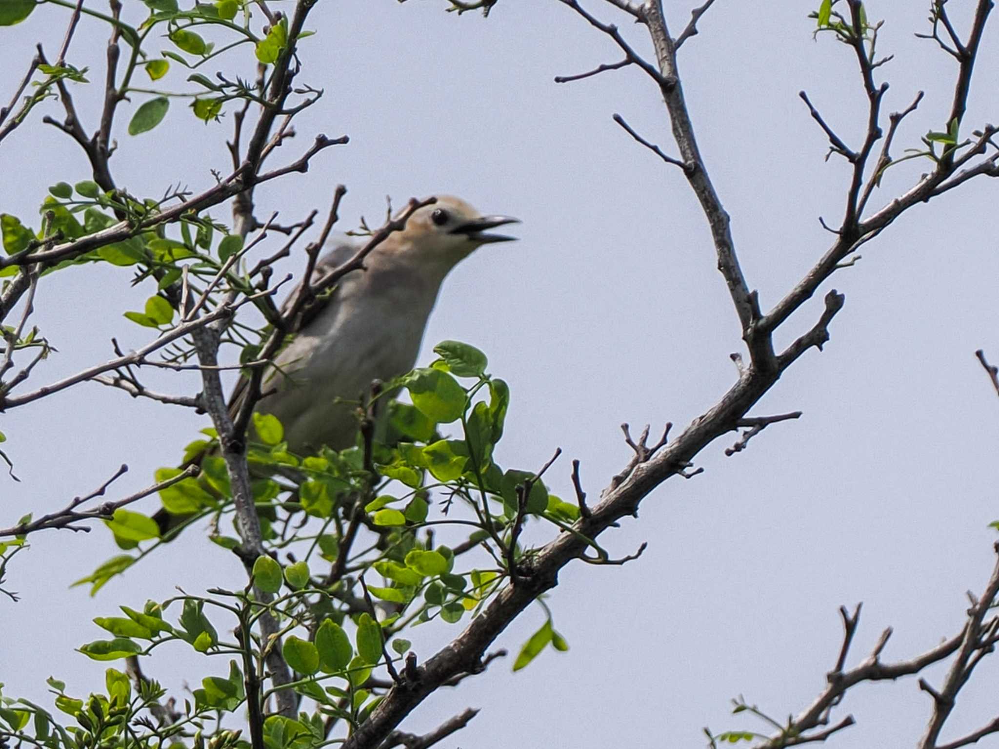 Chestnut-cheeked Starling