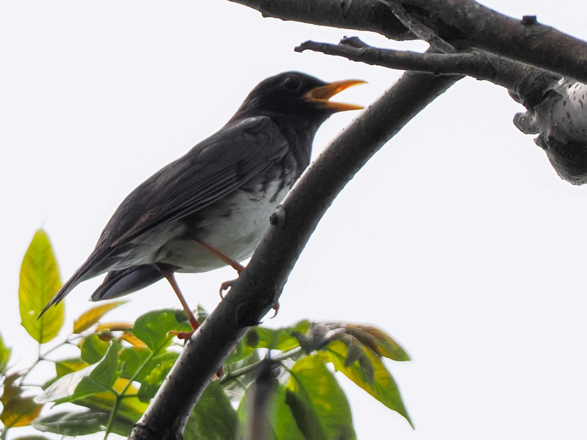 Japanese Thrush