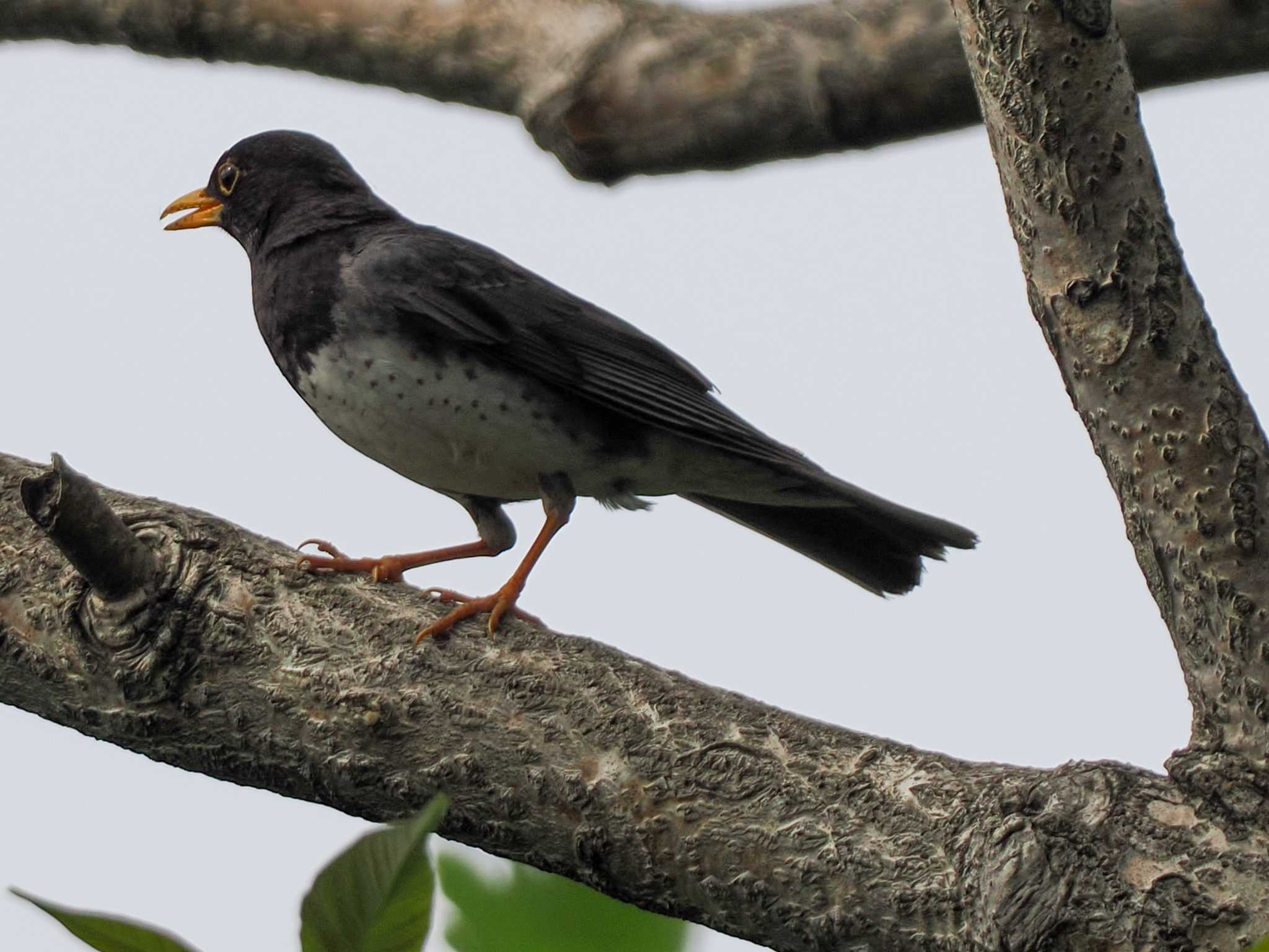 Japanese Thrush