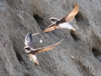 2023年6月11日(日) 新川河口(札幌市)の野鳥観察記録