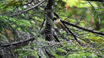 Japanese Leaf Warbler 北八ヶ岳 白駒の池 Sun, 6/11/2023