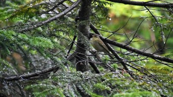 Japanese Leaf Warbler 北八ヶ岳 白駒の池 Sun, 6/11/2023